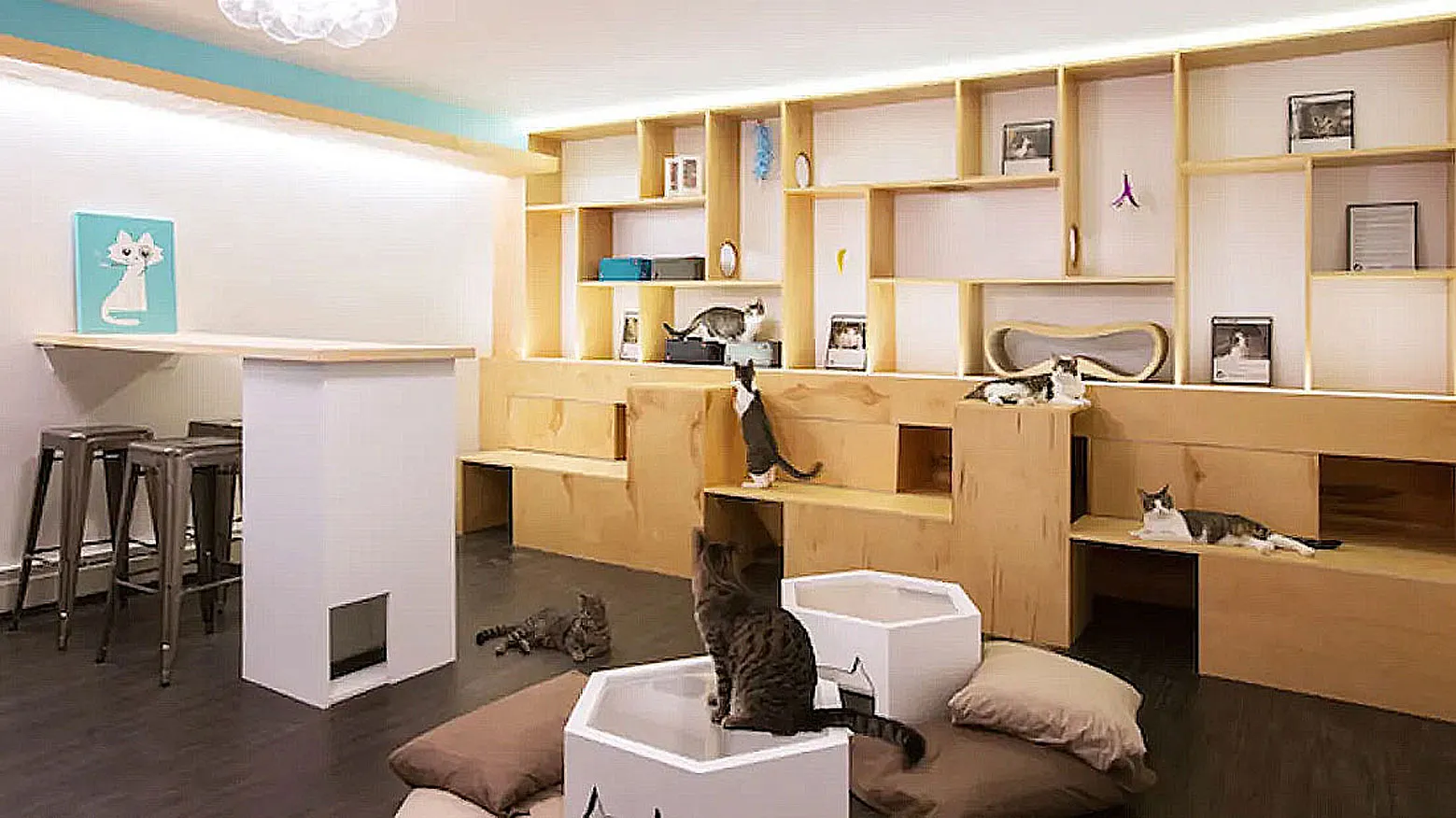 Meow Parlor, Coffehouse in New York City with Cats
