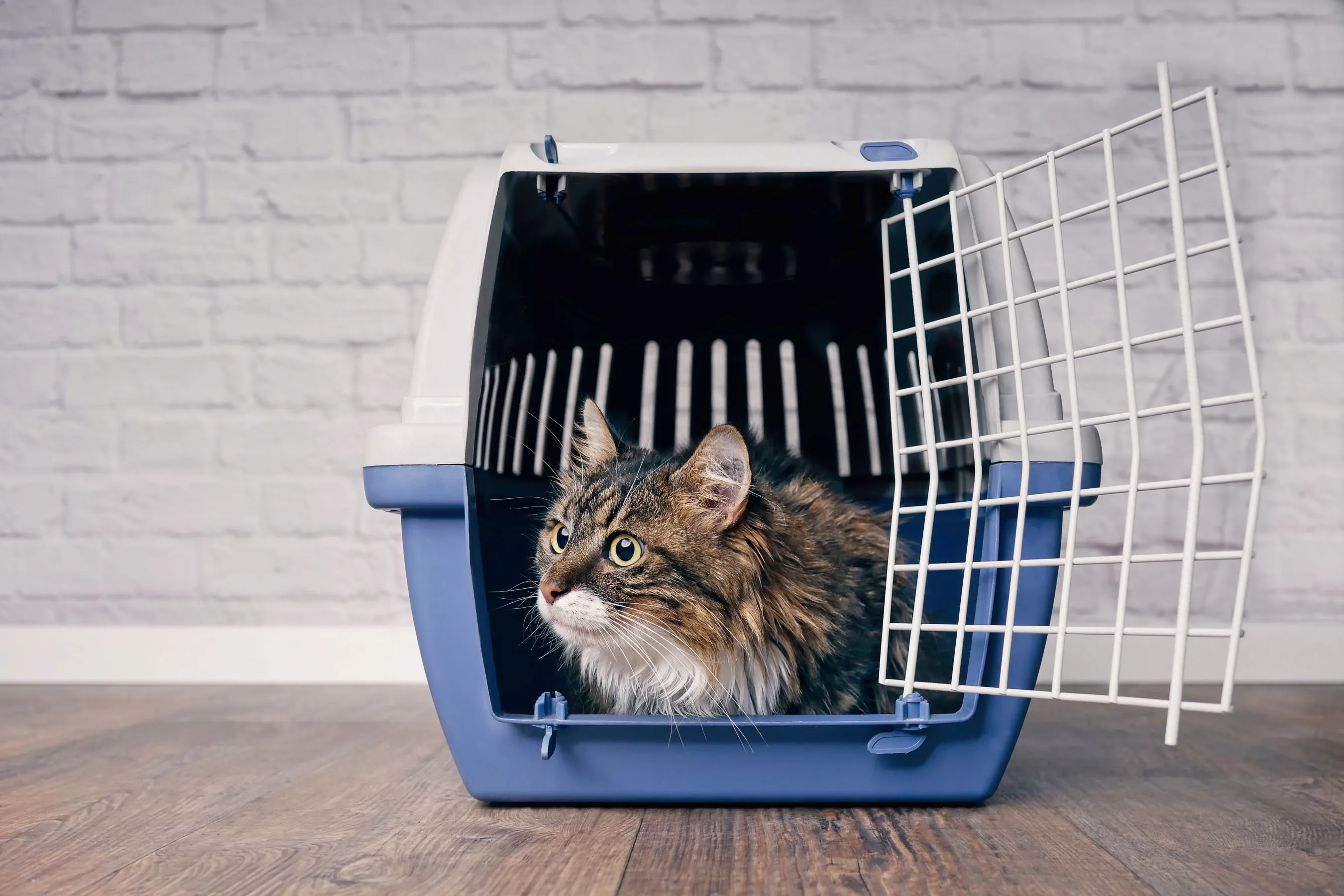Get your kitty familiar and comfortable with the cat carrier