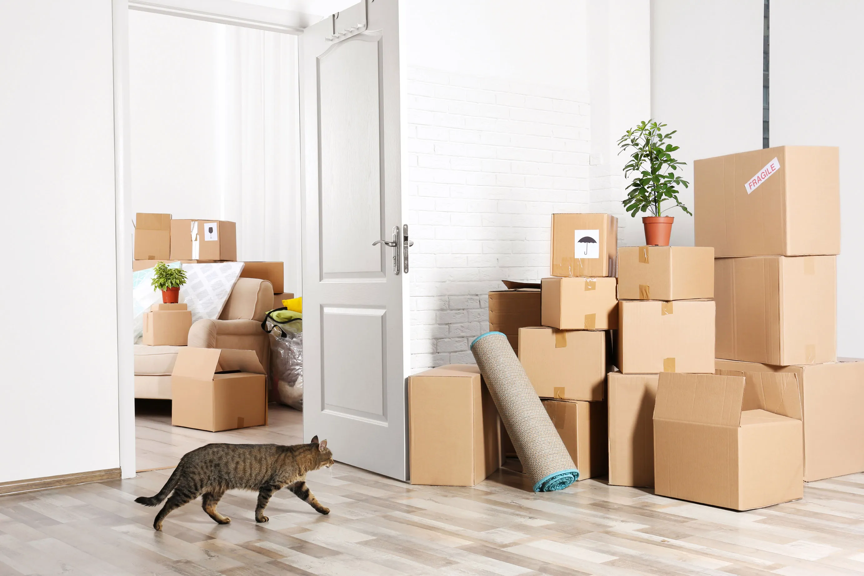 Moving your cat? What to do during the move.