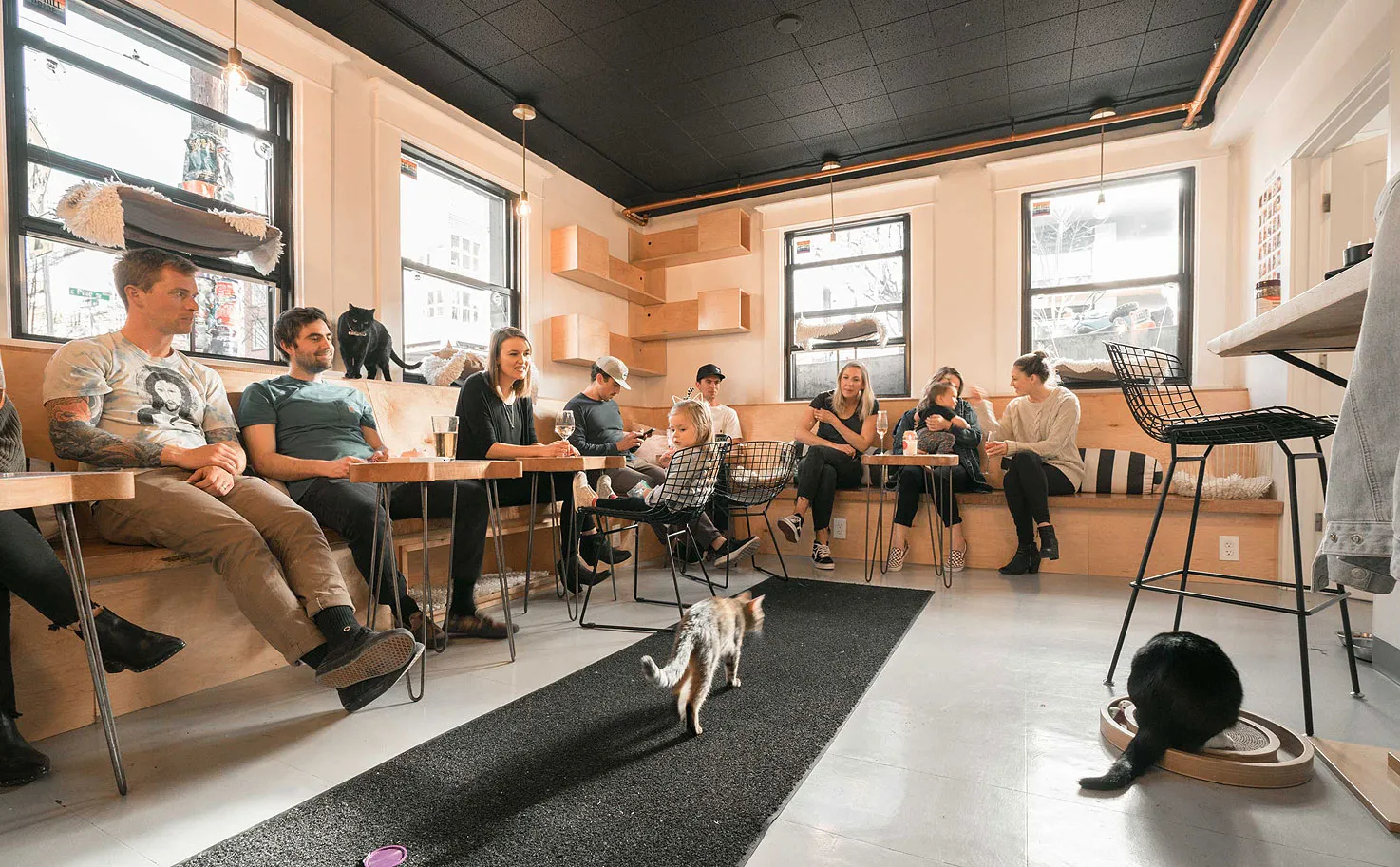 NEKO cafe in Seattle, Washington