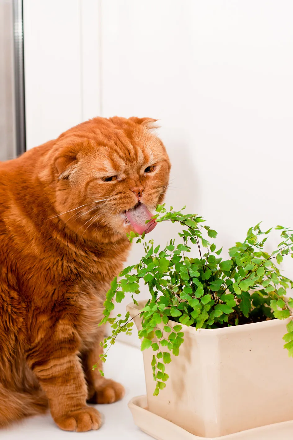 Cats poisonous plants