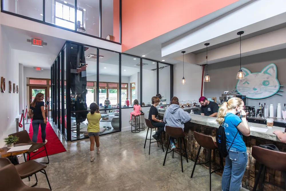 Purrfect Day Cafe in Louisville, Kentucky