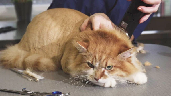 Senior cat is resting