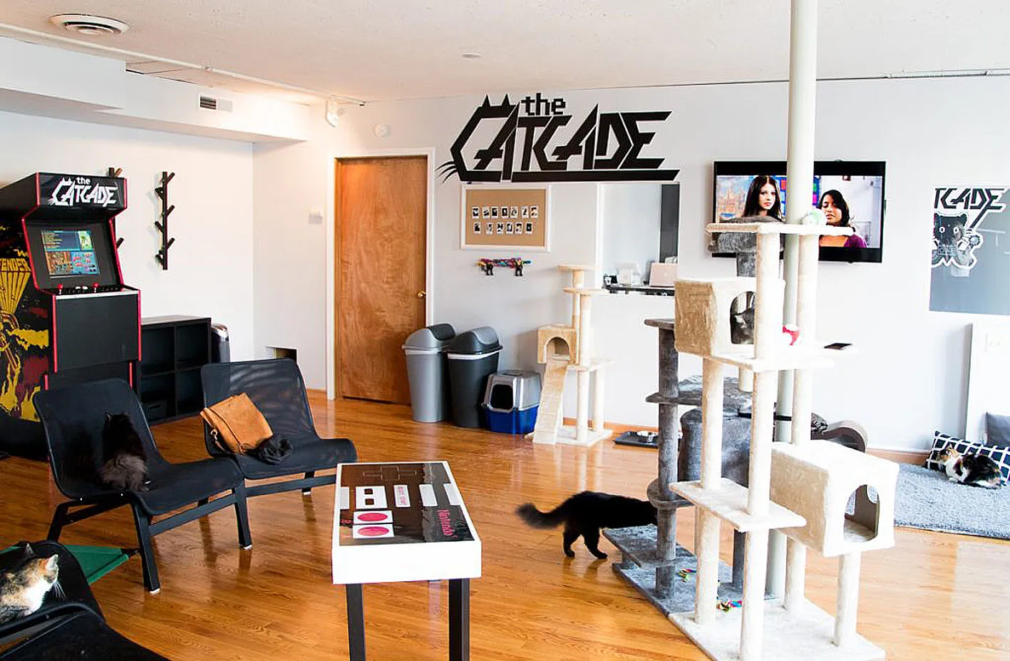 The Catcade, Kitty Coffee Shop in Chicago, Illinois