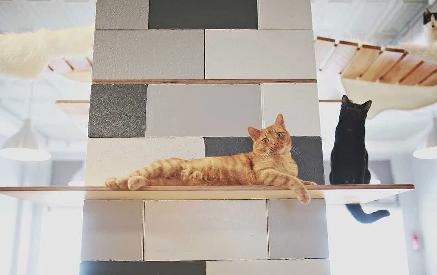 Whiskers Cats Coffee Shop in Kansas City, Missouri 