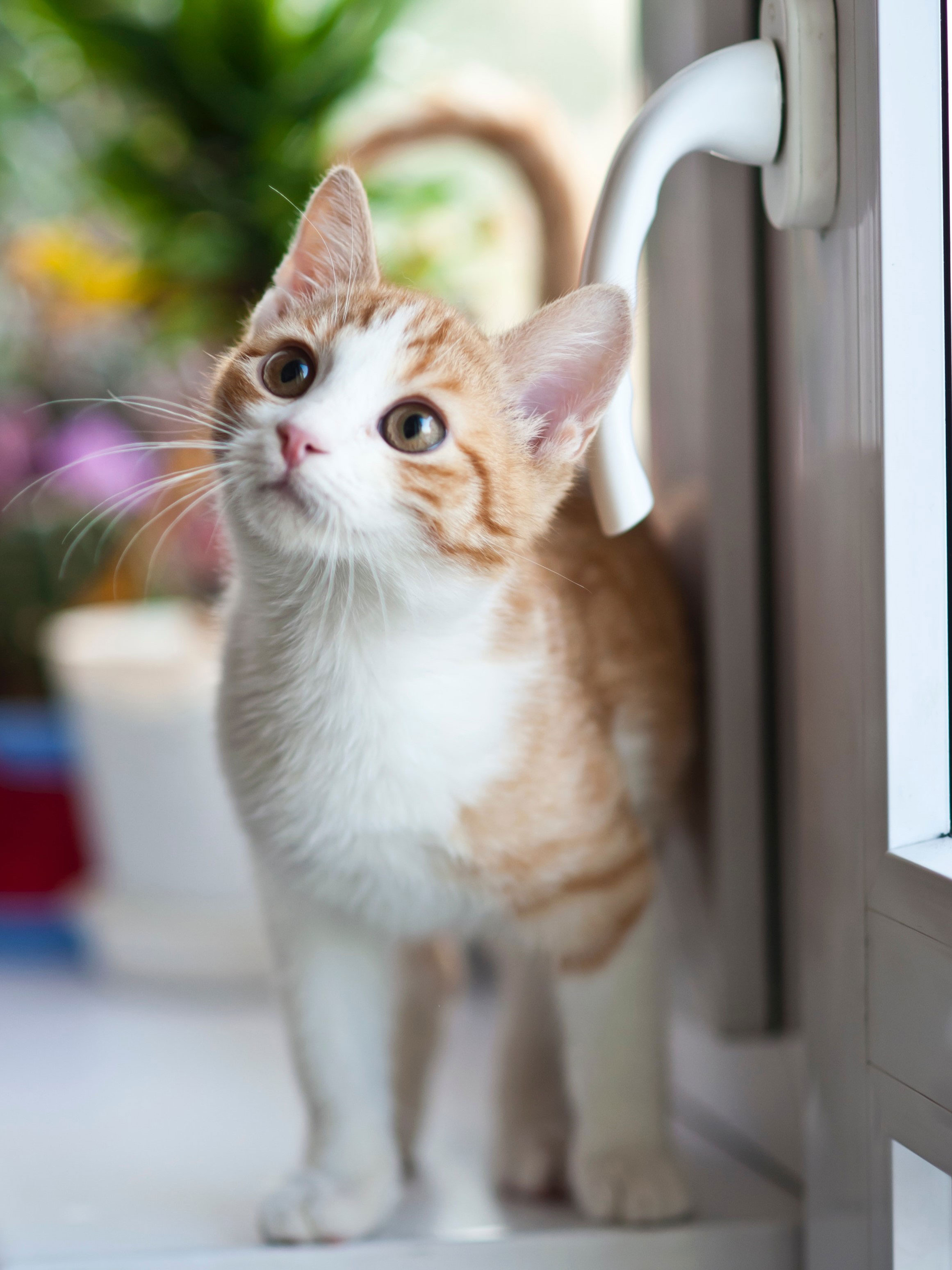 A kitten is looking curious next to a door