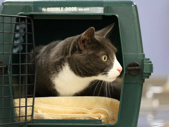 An adult cat getting out of a plastic cat carrier