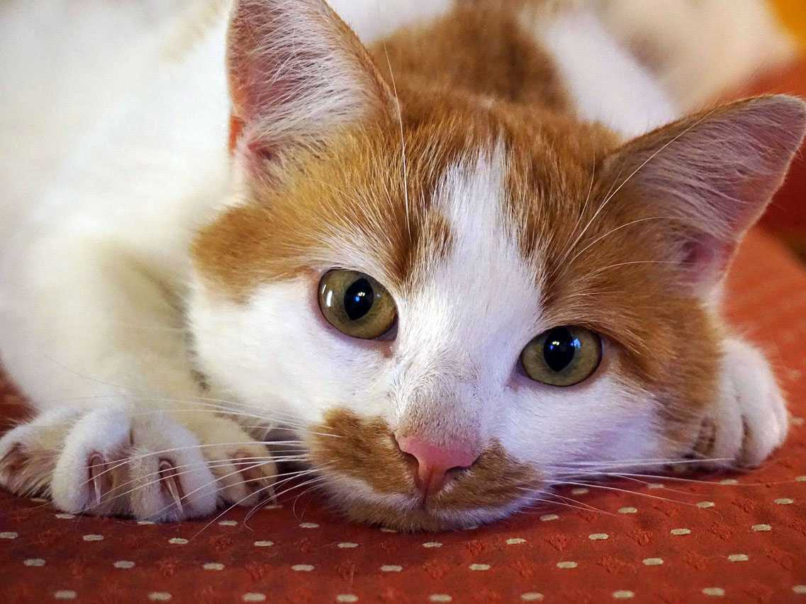 Why cats scratch and what to do about it