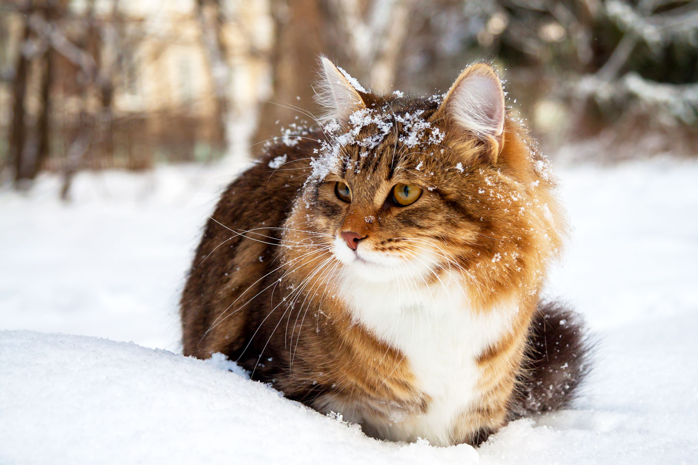 Cats and Cold Weather
