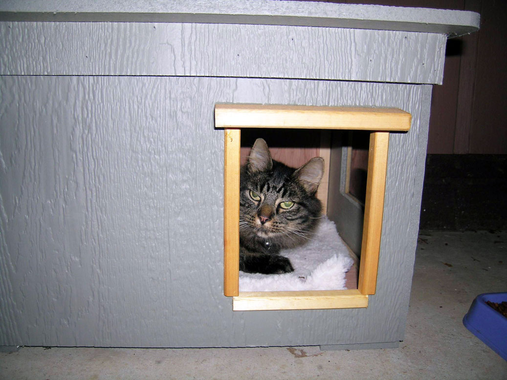 Cat outside shelter
