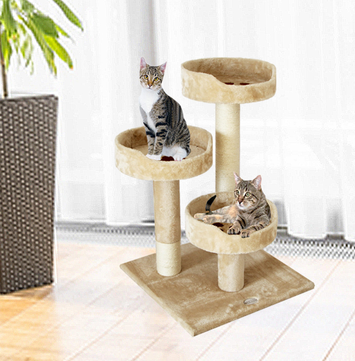 lizards that look like dragons