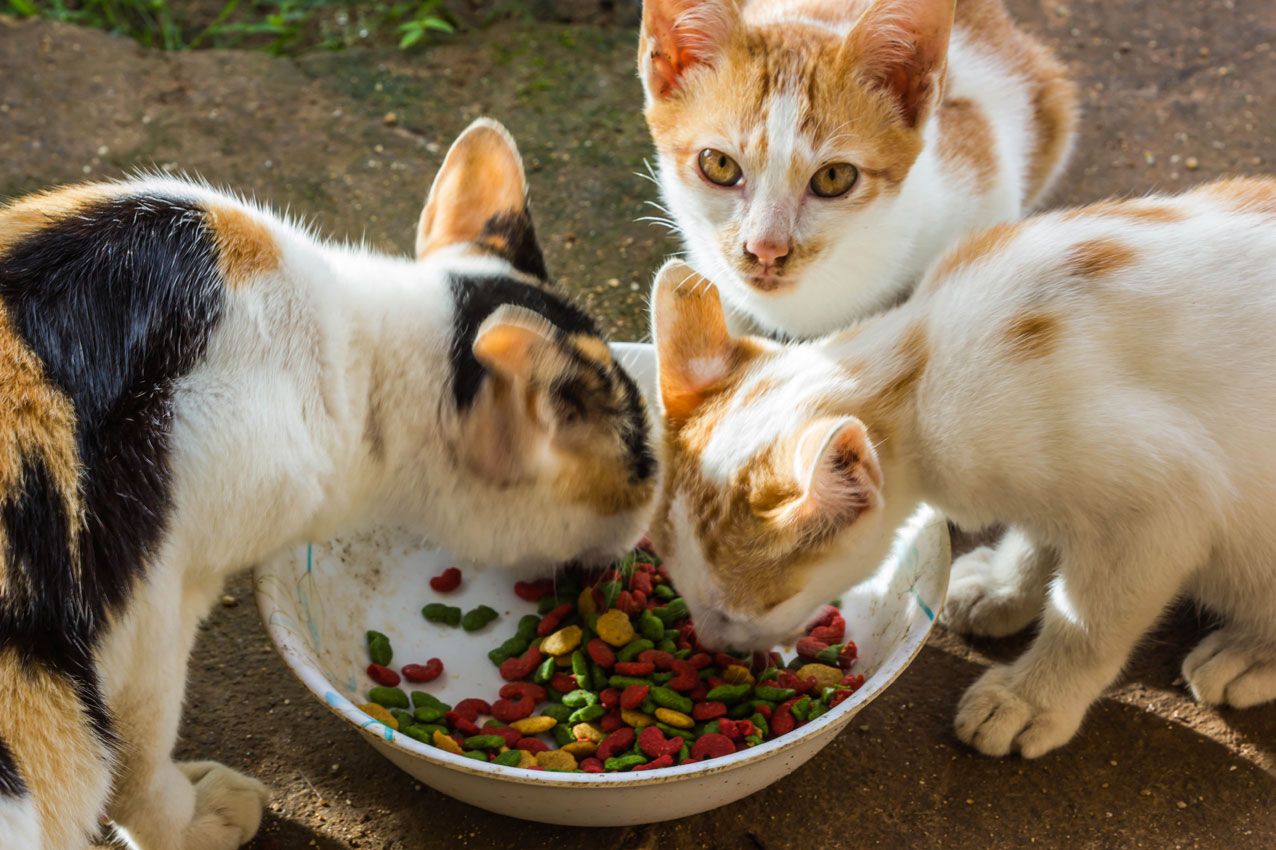 Outdoor cats eat food grain