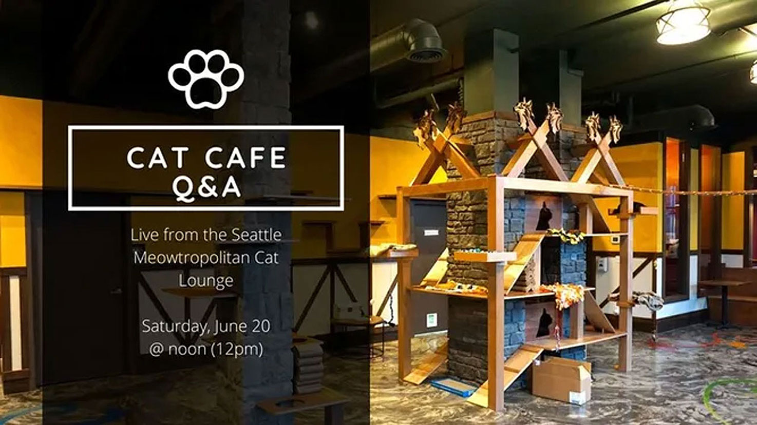 Seattle Meowtropolitan Cat Cafe, Washington