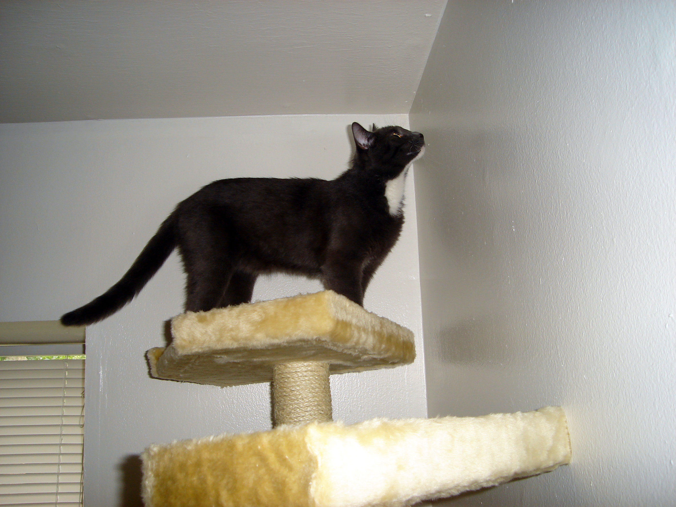 A has climbed up on a cat tree and is close to the ceiling