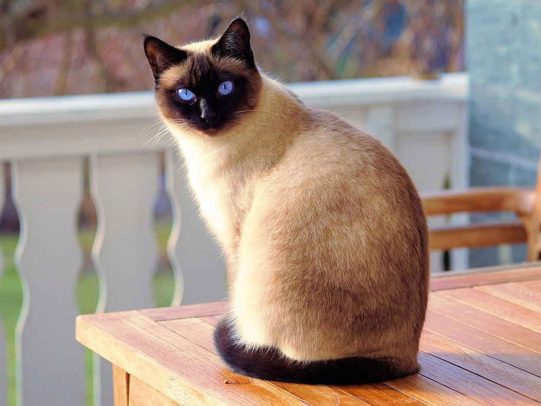 Siamese cat with bright blue eyes standing on a table